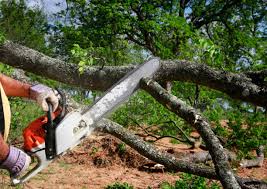 How Our Tree Care Process Works  in  Highland Village, TX