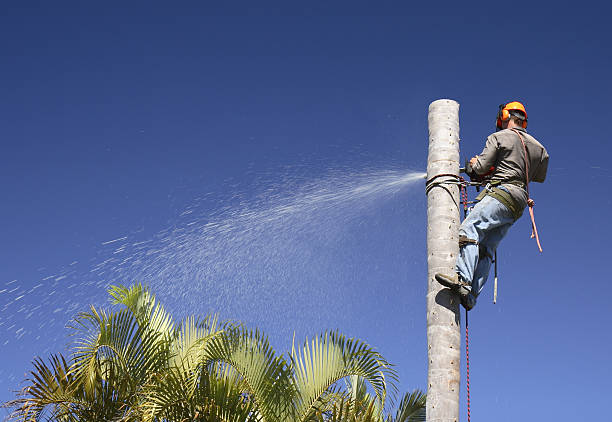 Best Palm Tree Trimming  in Highland Village, TX