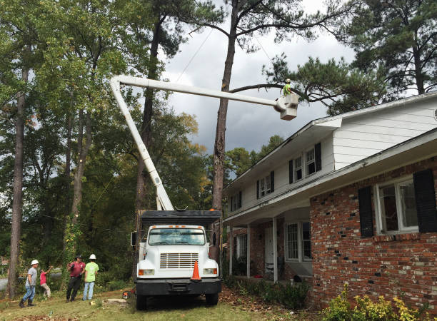 Leaf Removal in Highland Village, TX