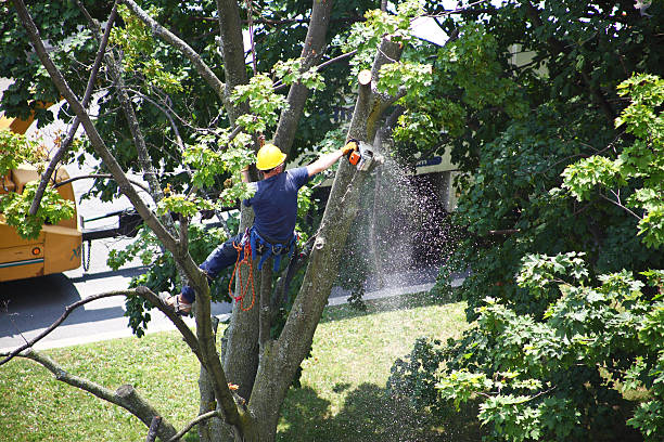 Best Weed Control  in Highland Village, TX