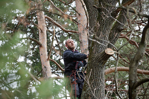 Trusted Highland Village, TX Tree Services Experts